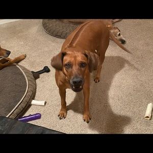 Meet your Posher, Bettina